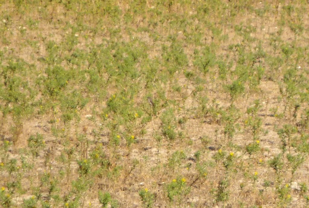 identificazione pigliamosche?